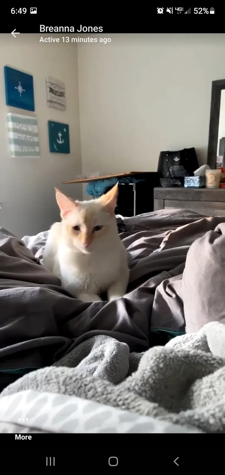 Lost cat in Port Orchard, WA, 98366