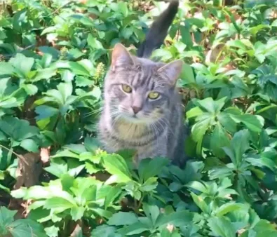 Lost cat in Foxboro, MA, 2035