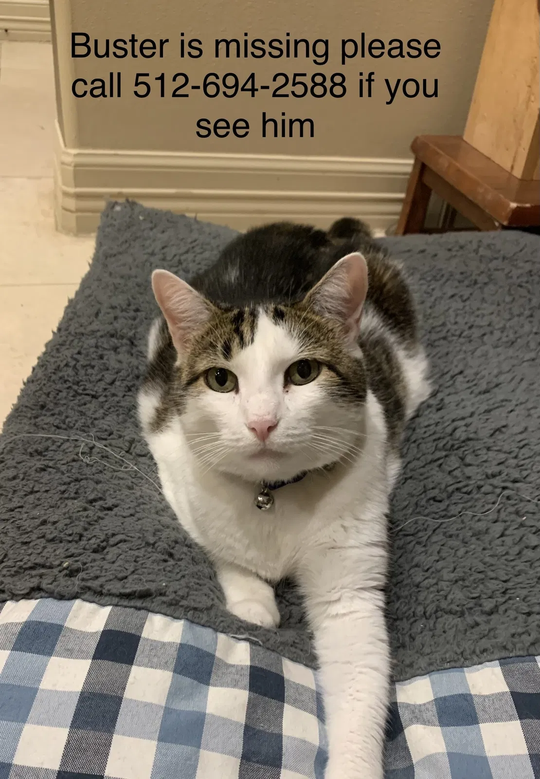 Lost cat in Austin, TX, 78731