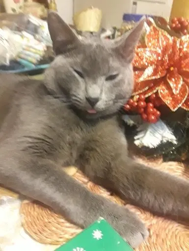 Lost cat in West Palm Beach, FL, 33417