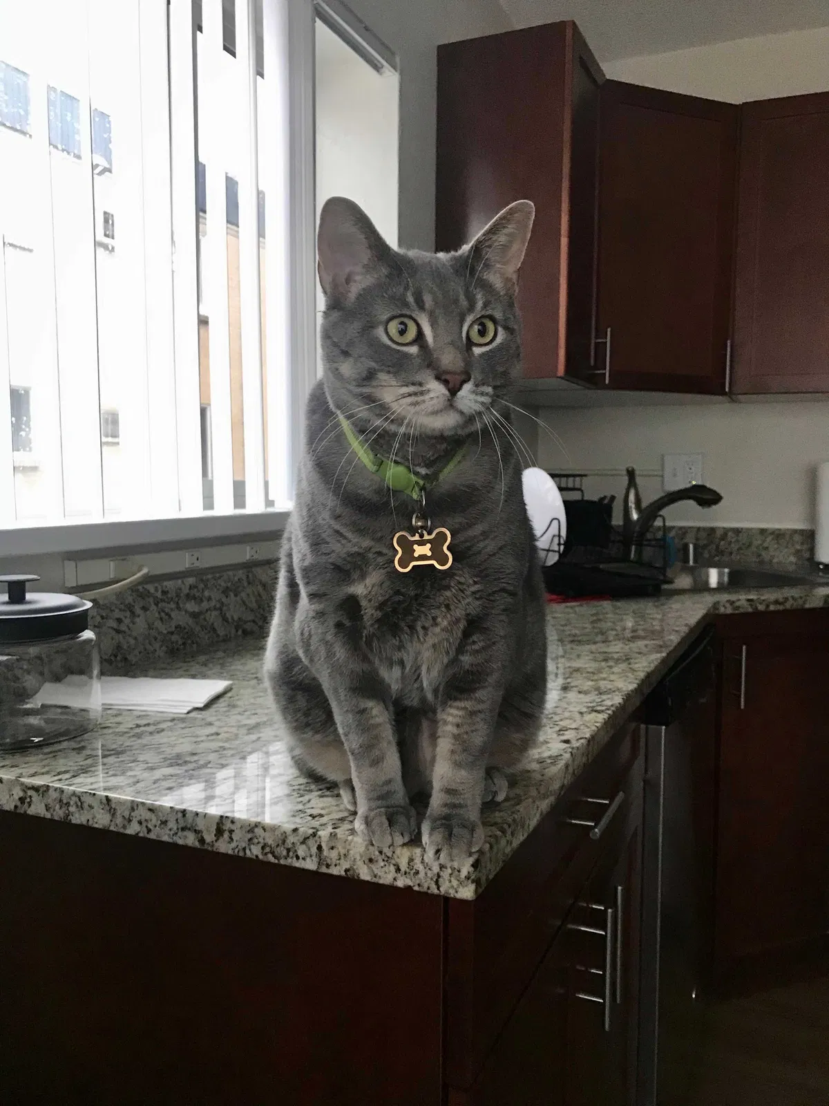 Lost cat in Denver, CO, 80226