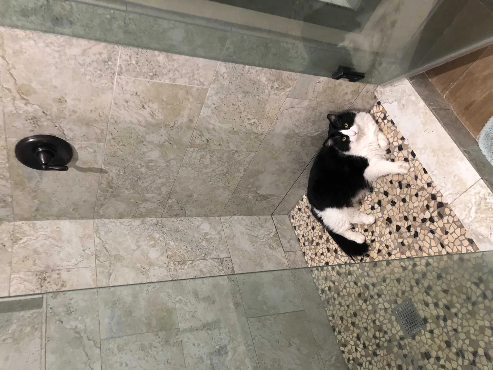 Lost cat in Phoenix, AZ, 85021