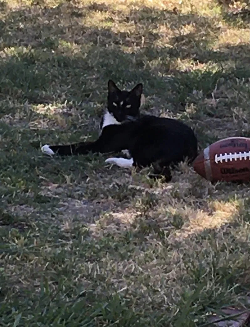 Lost cat in Roseville, CA, 95678