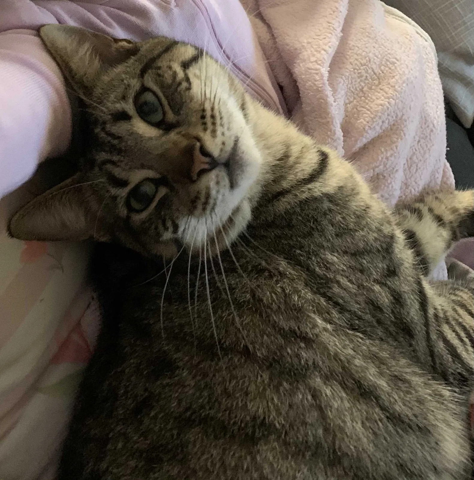Lost cat in San Antonio, TX, 78249