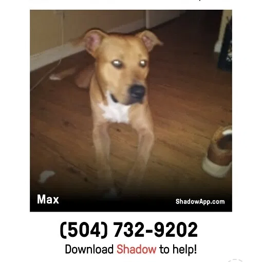 Lost dog in New Orleans, LA, 70114
