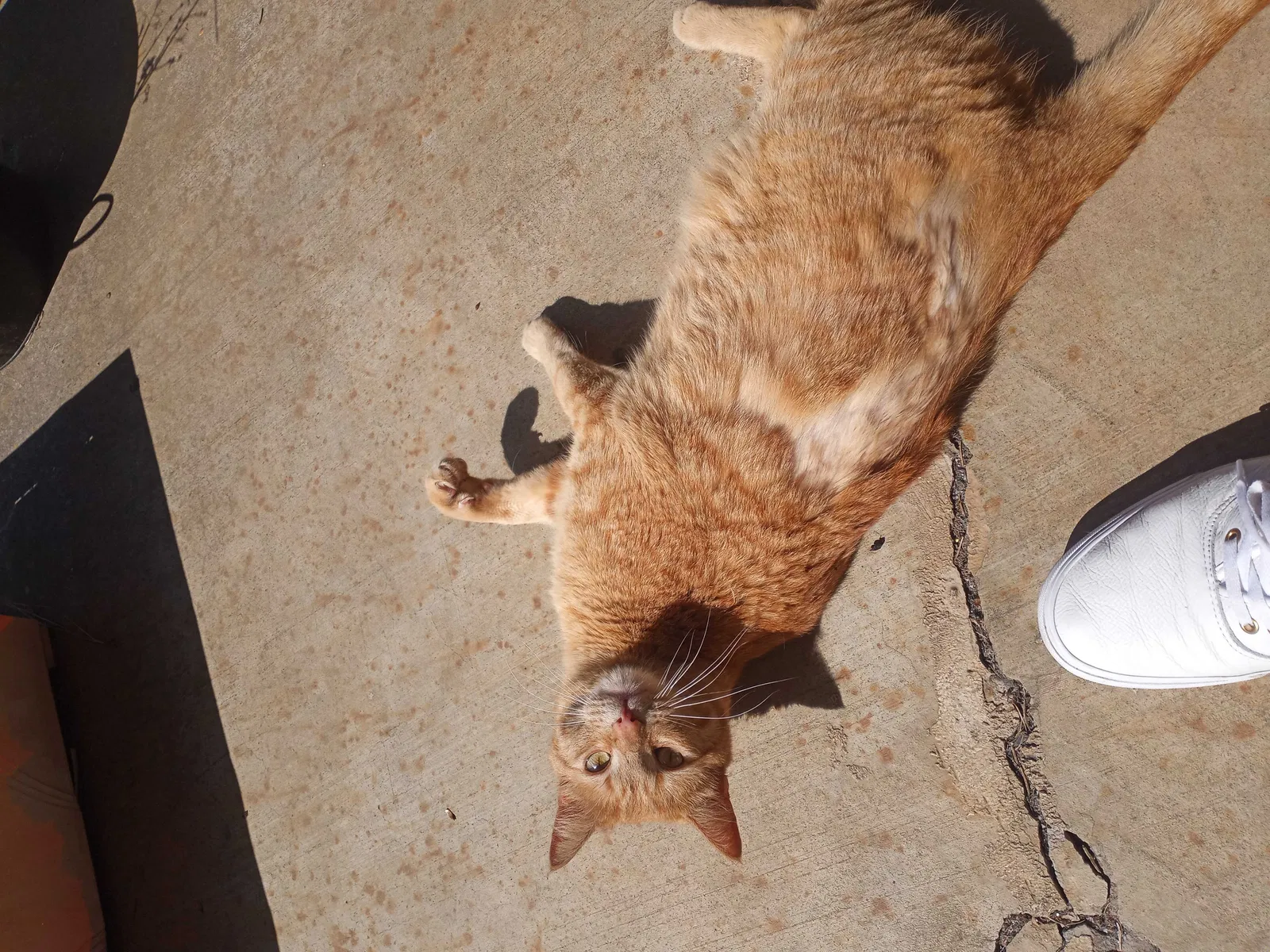 Lost cat in Sherwood, OR, 97140