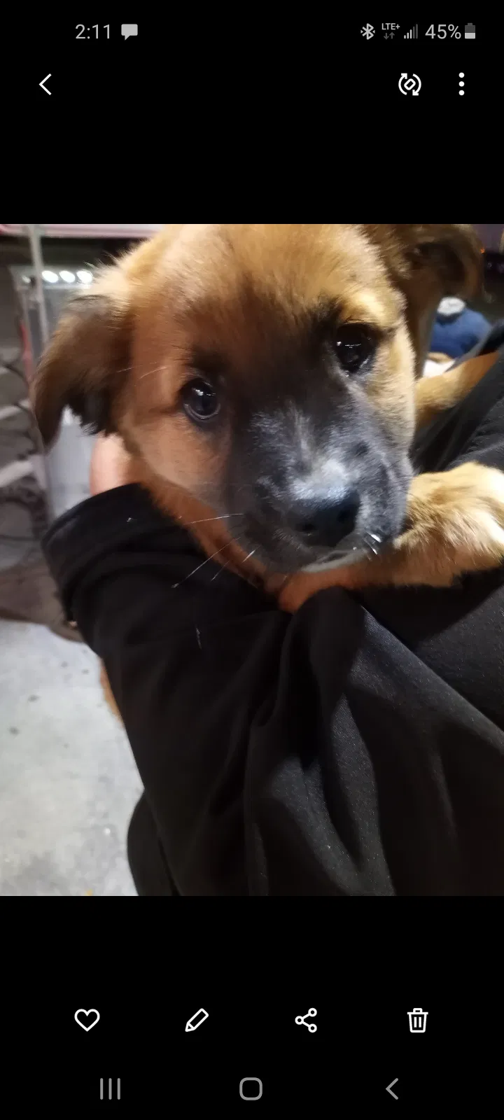 Lost dog in Wasco, CA, 93280
