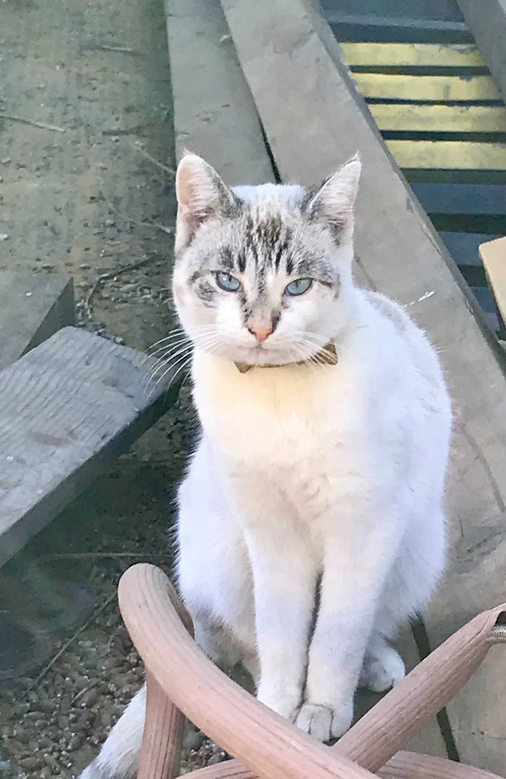 Lost cat in Hacienda Heights, CA, 91745
