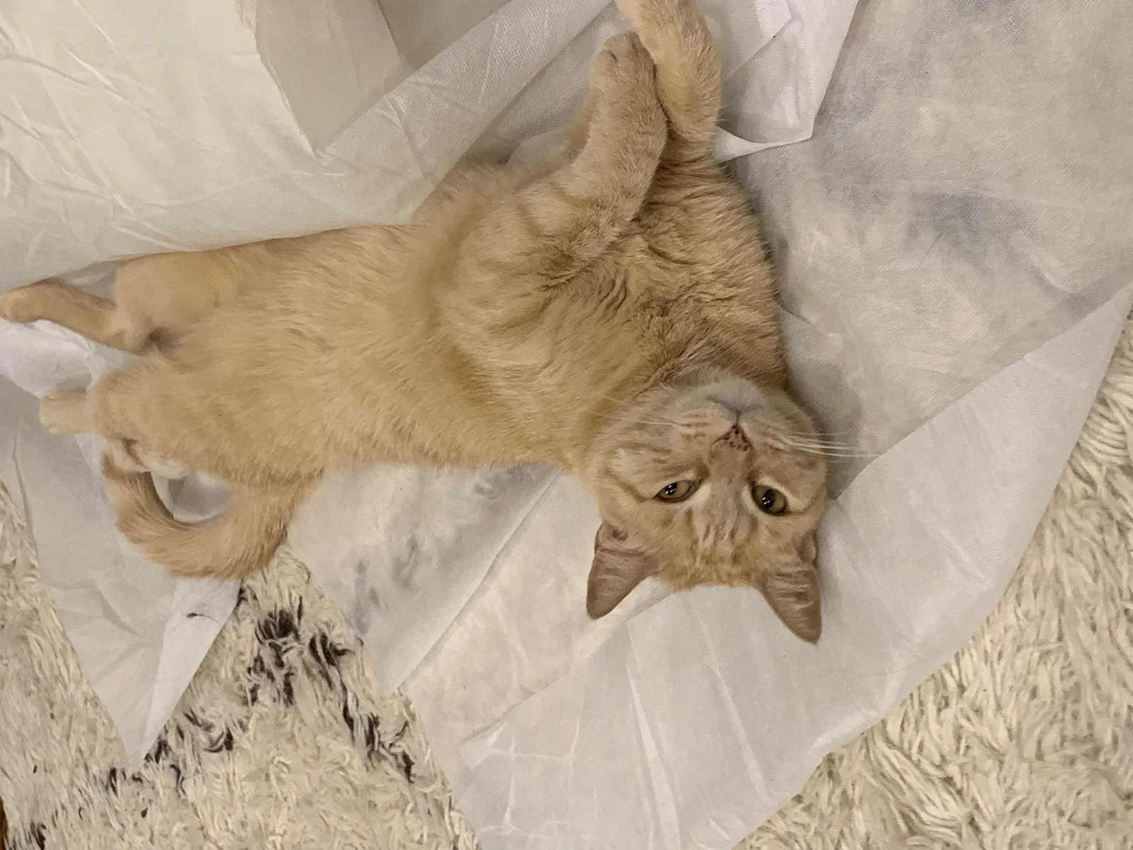 Lost cat in Pleasanton, CA, 94566