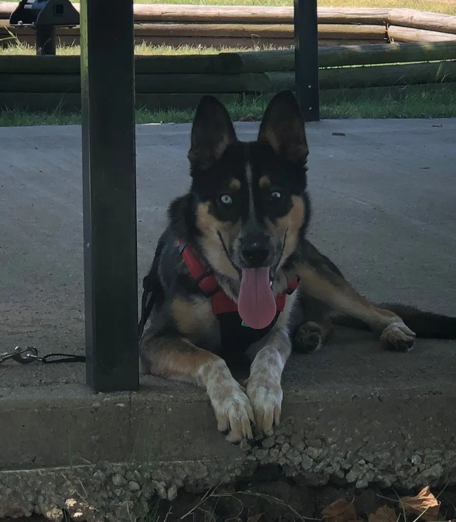 Lost dog in Tulsa, OK, 74145