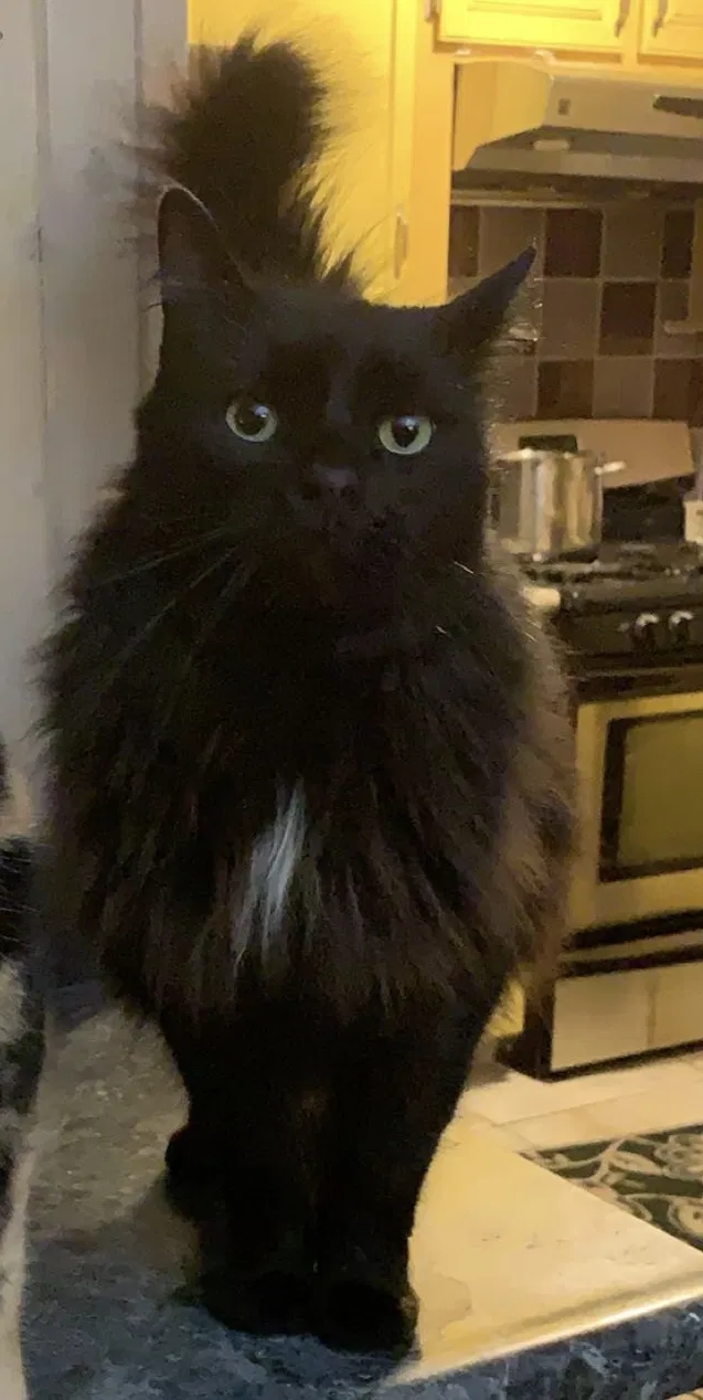 Lost cat in La Crescenta, CA, 91214