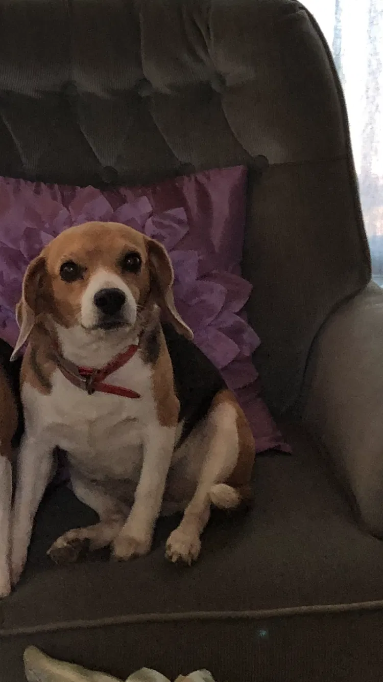 Lost dog in Petersburg, VA, 23803