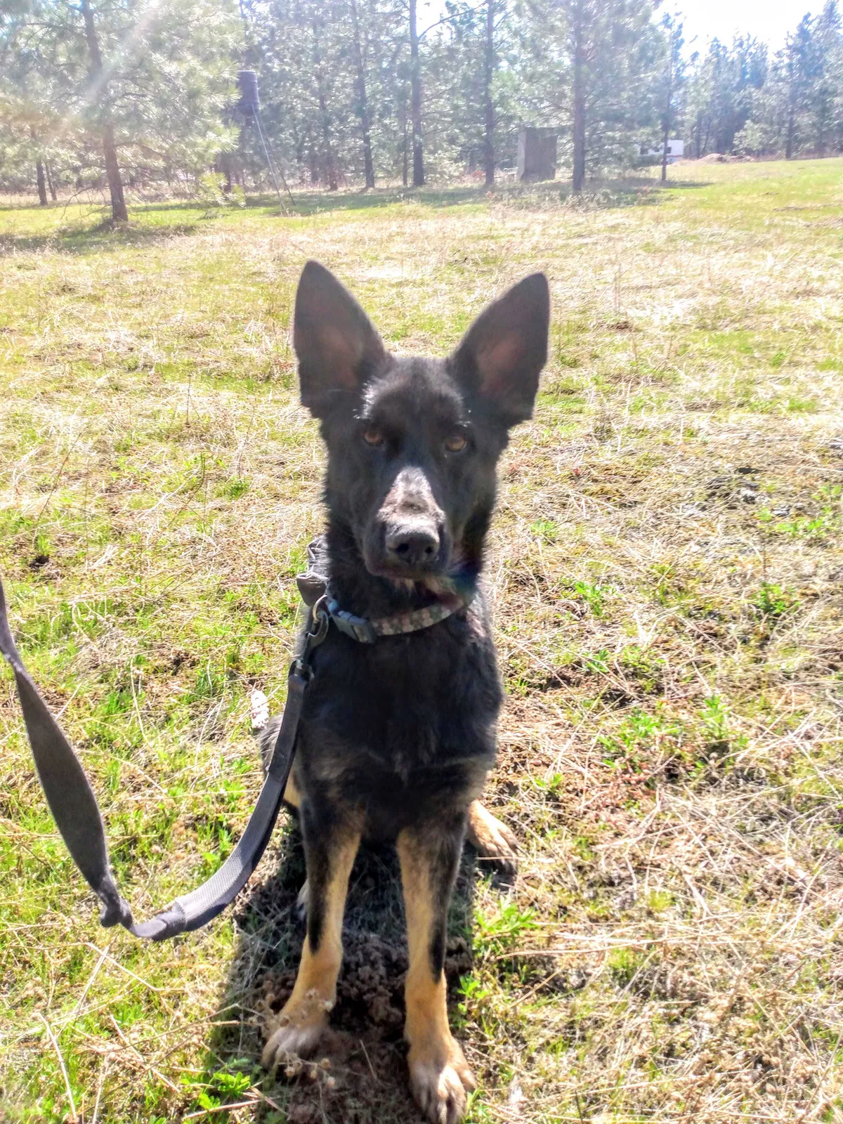 Lost dog in Loon Lake, WA, 99148