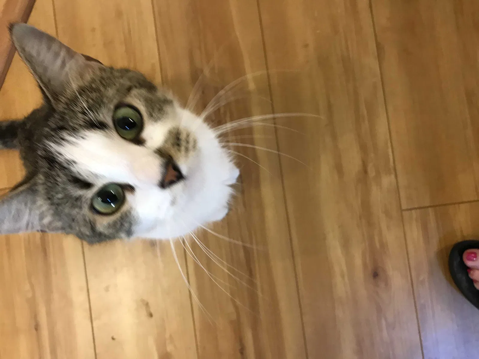Lost cat in Saint Paul, MN, 55112
