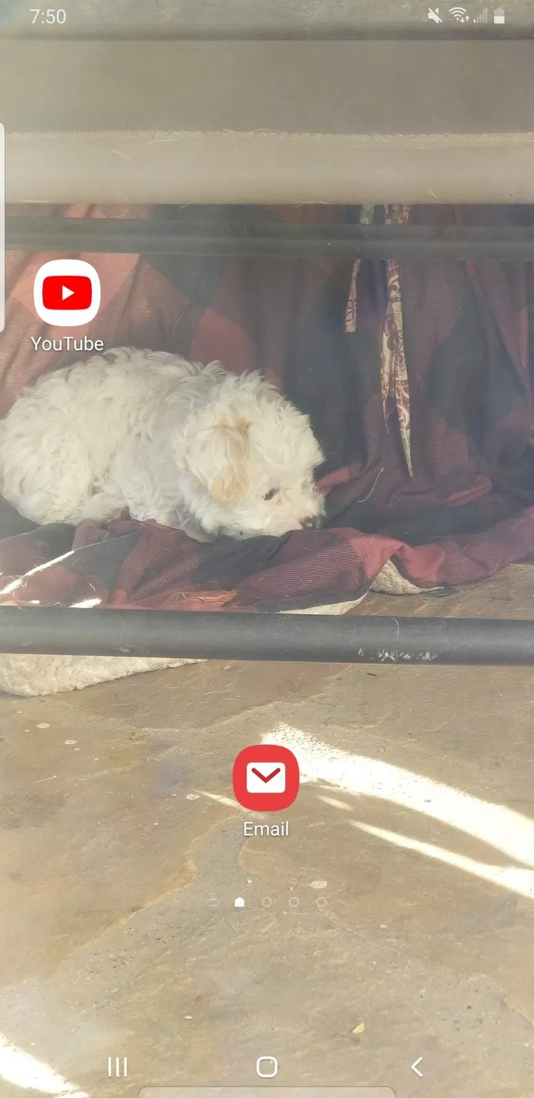 Lost dog in Riverside, CA, 92506