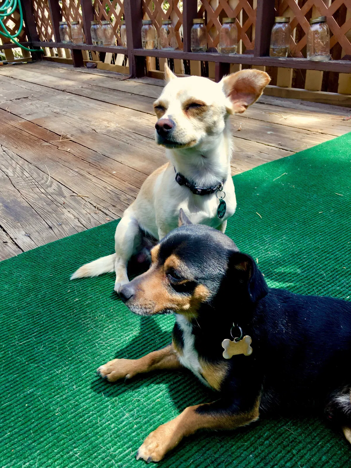 Lost dog in Fontana, CA, 92335