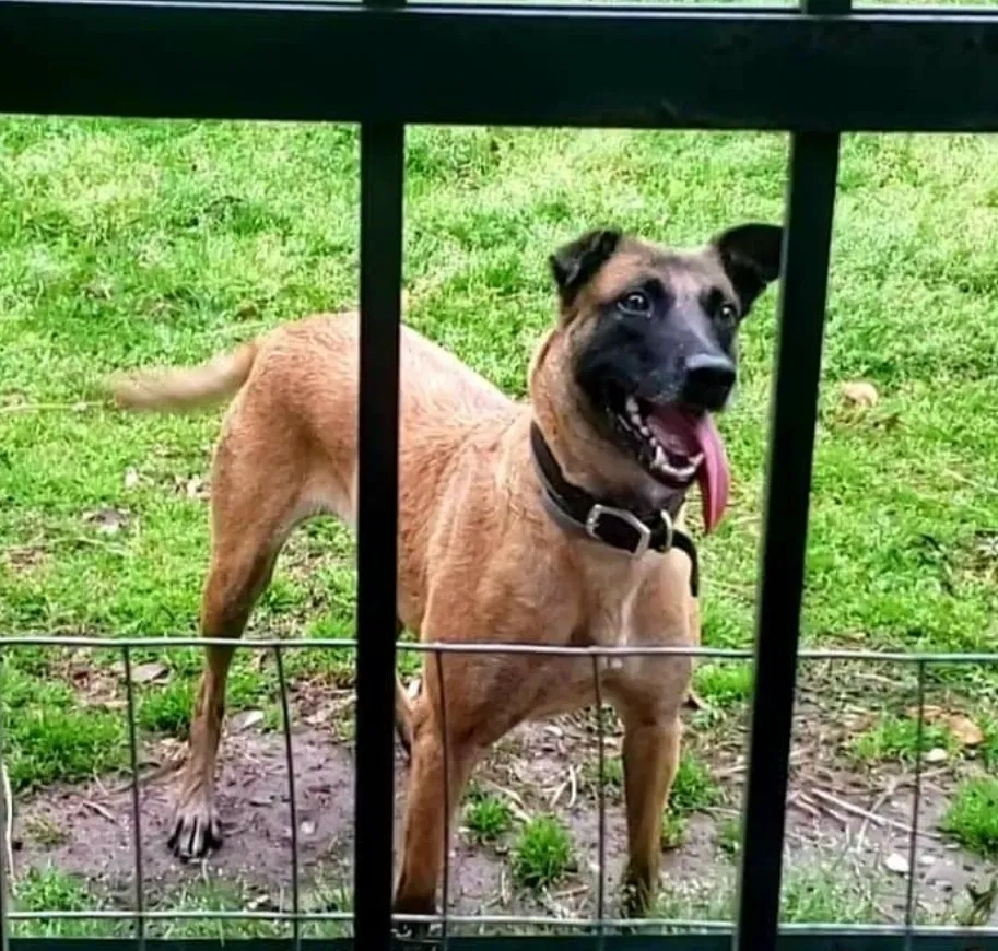 Lost dog in Scott, LA, 70583