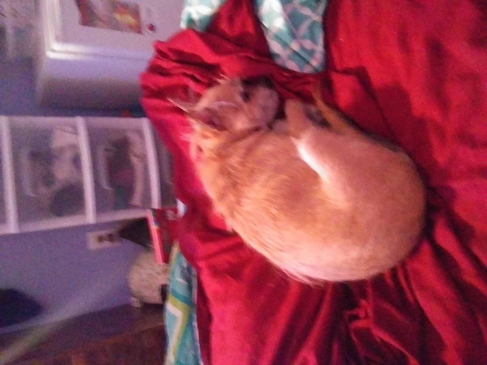 Lost dog in Las Vegas, NV, 89103