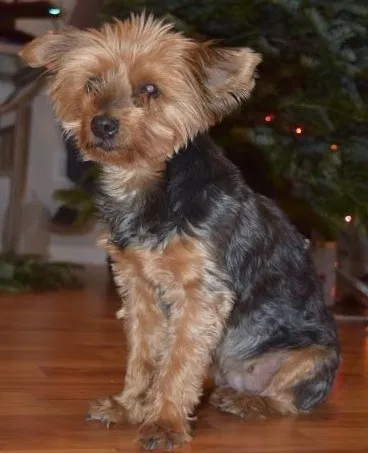 Lost dog in North Las Vegas, NV, 89031