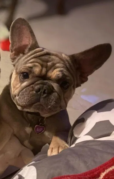 Lost dog in Brownsville, TX, 78526