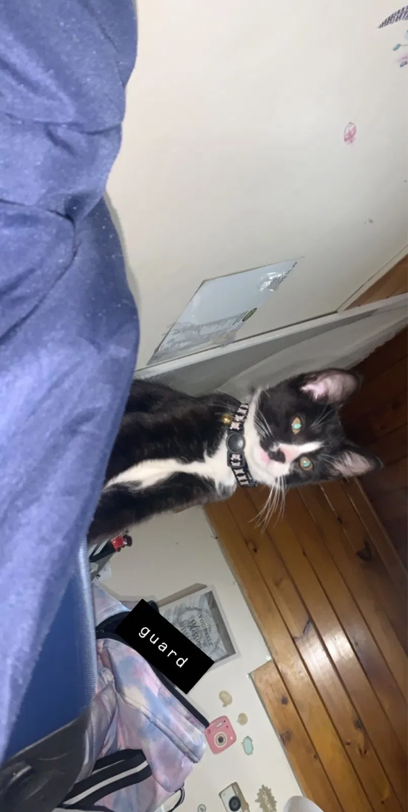 Lost cat in West New York, NJ, 7093