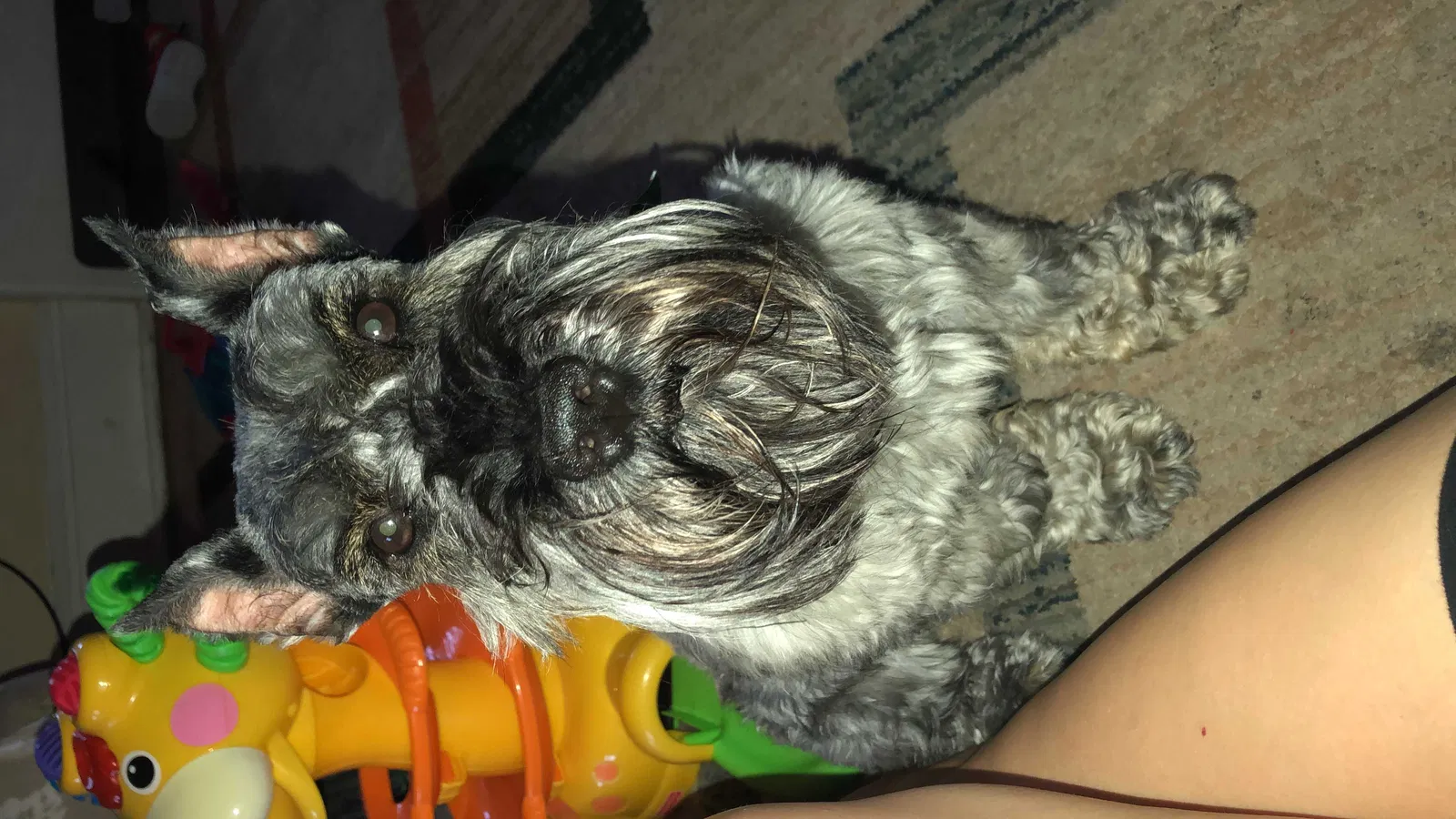 Lost dog in Newark, NJ, 7106