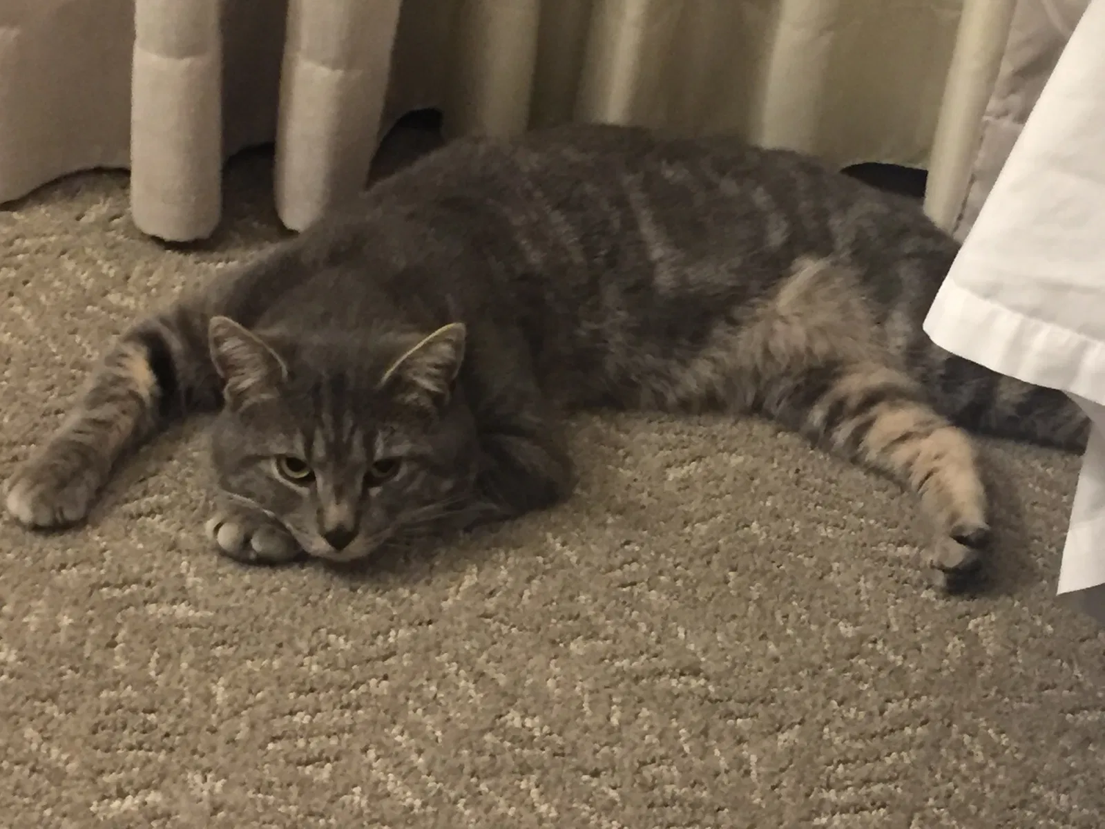 Lost cat in Alpharetta, GA, 30009
