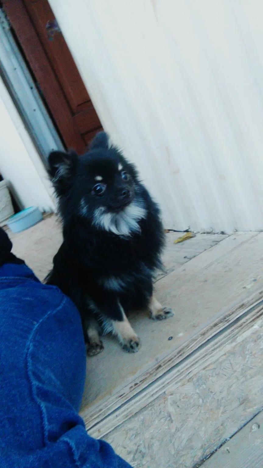 Lost dog in Tucson, AZ, 85706