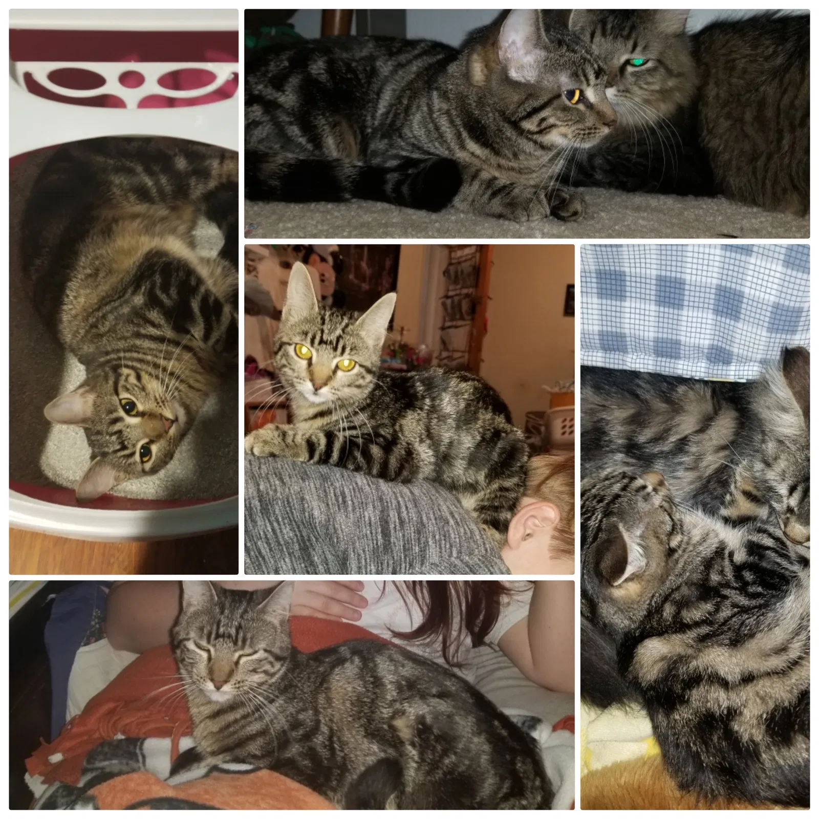 Lost cat in Amarillo, TX, 79118