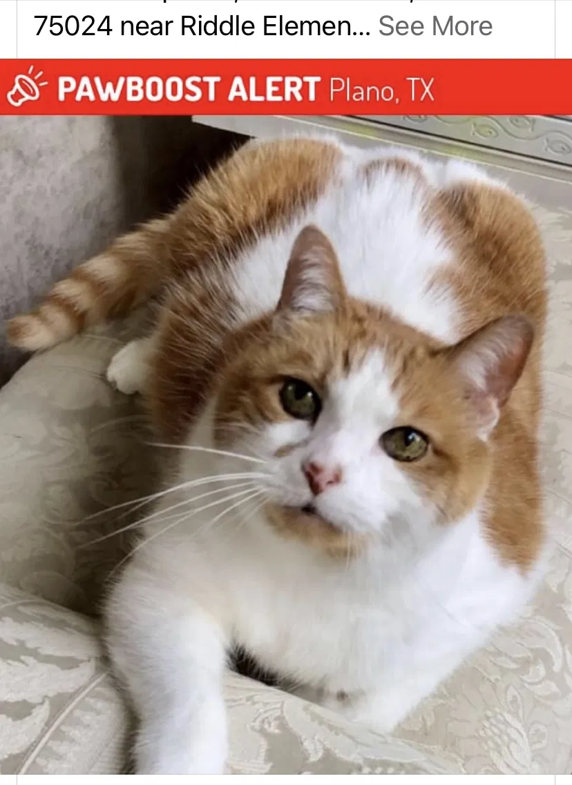 Lost cat in Plano, TX, 75024