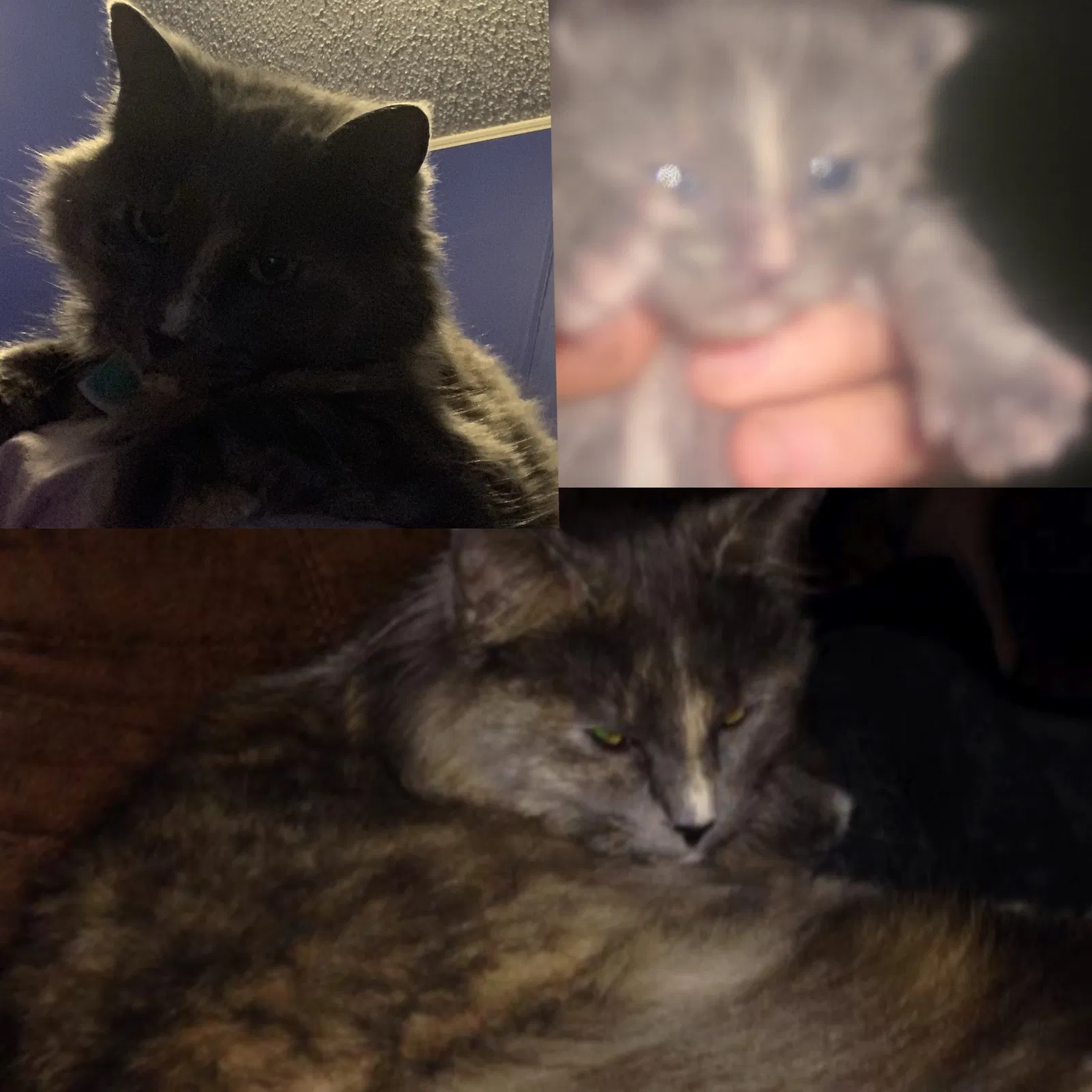 Lost cat in Shelby, AL, 35143