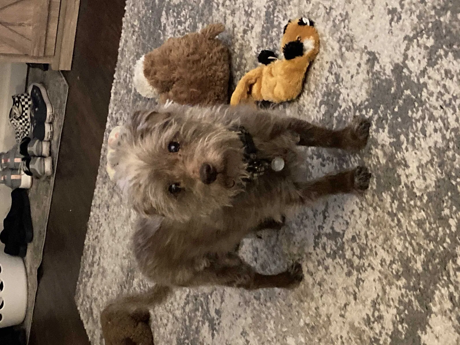 Lost dog in Chicago, IL, 60610