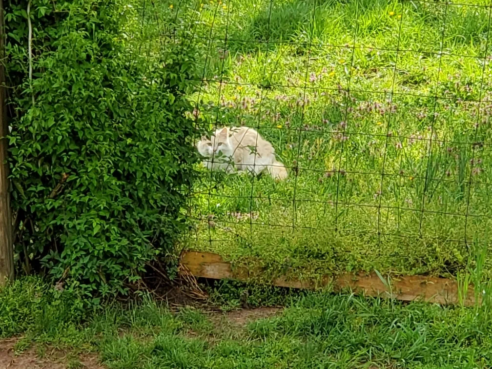 Found cat in Kenbridge, VA, 23944