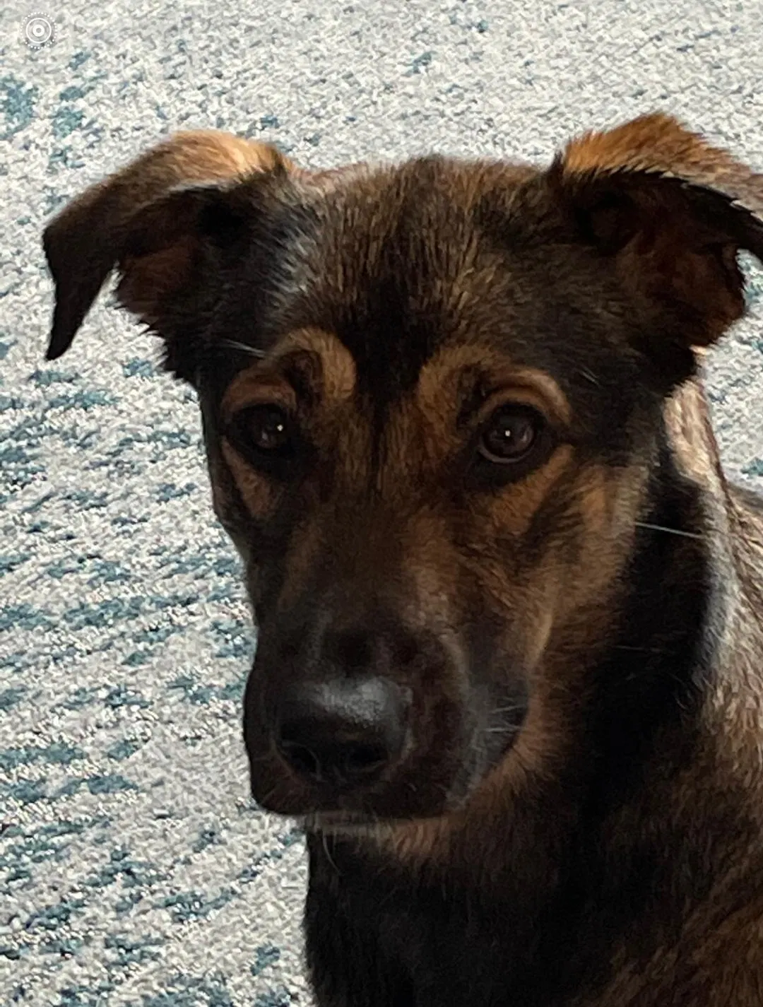 Lost dog in Euless, TX, 76039