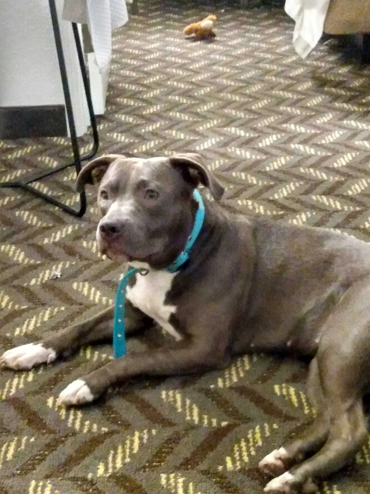 Lost dog in San Ysidro, CA, 92173