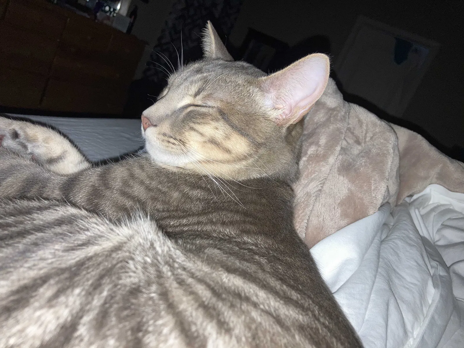 Lost cat in Grovetown, GA, 30813