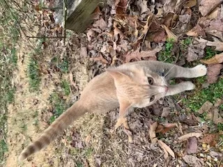 Lost cat in Marietta, GA, 30062