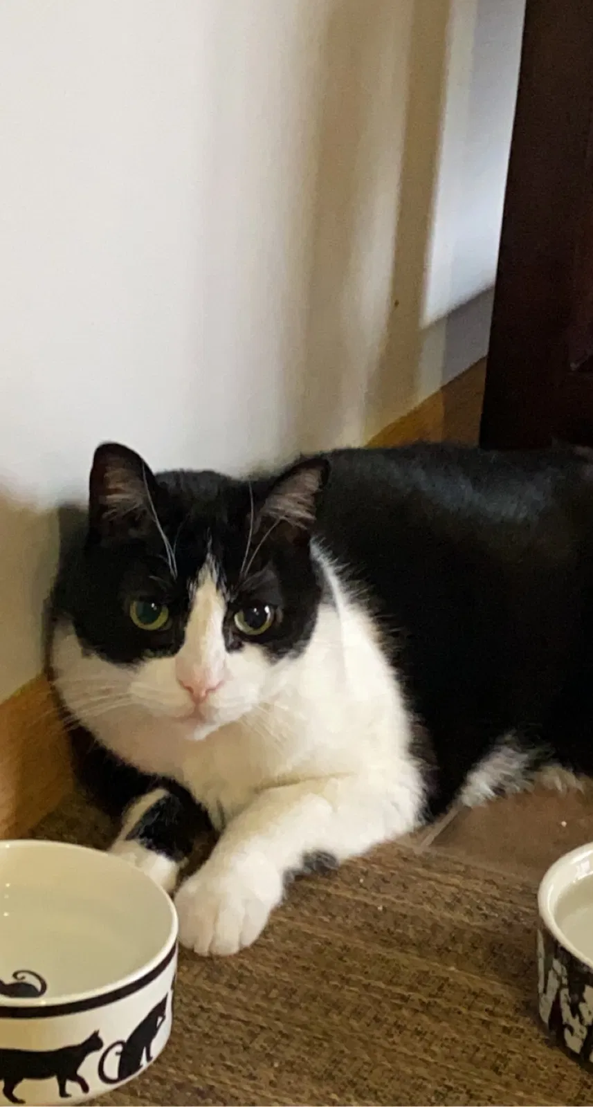 Lost cat in Columbus, OH, 43228
