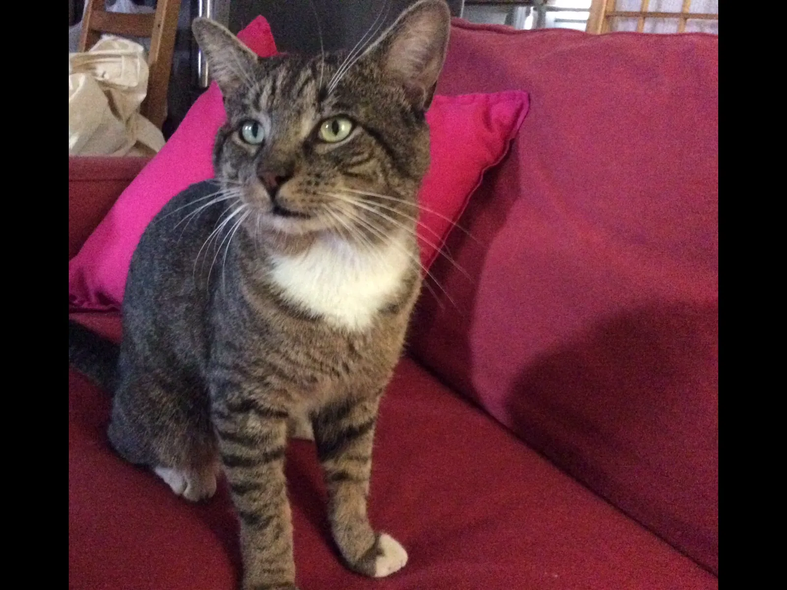 Lost cat in Pompano Beach, FL, 33062