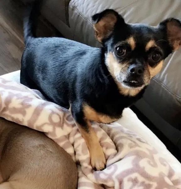 Lost dog in Mooresville, NC, 28115