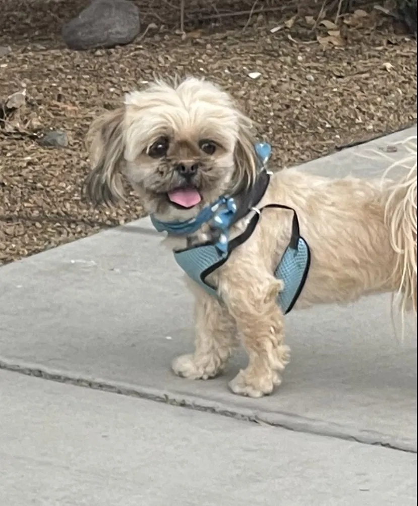 Lost dog in Tucson, AZ, 85757