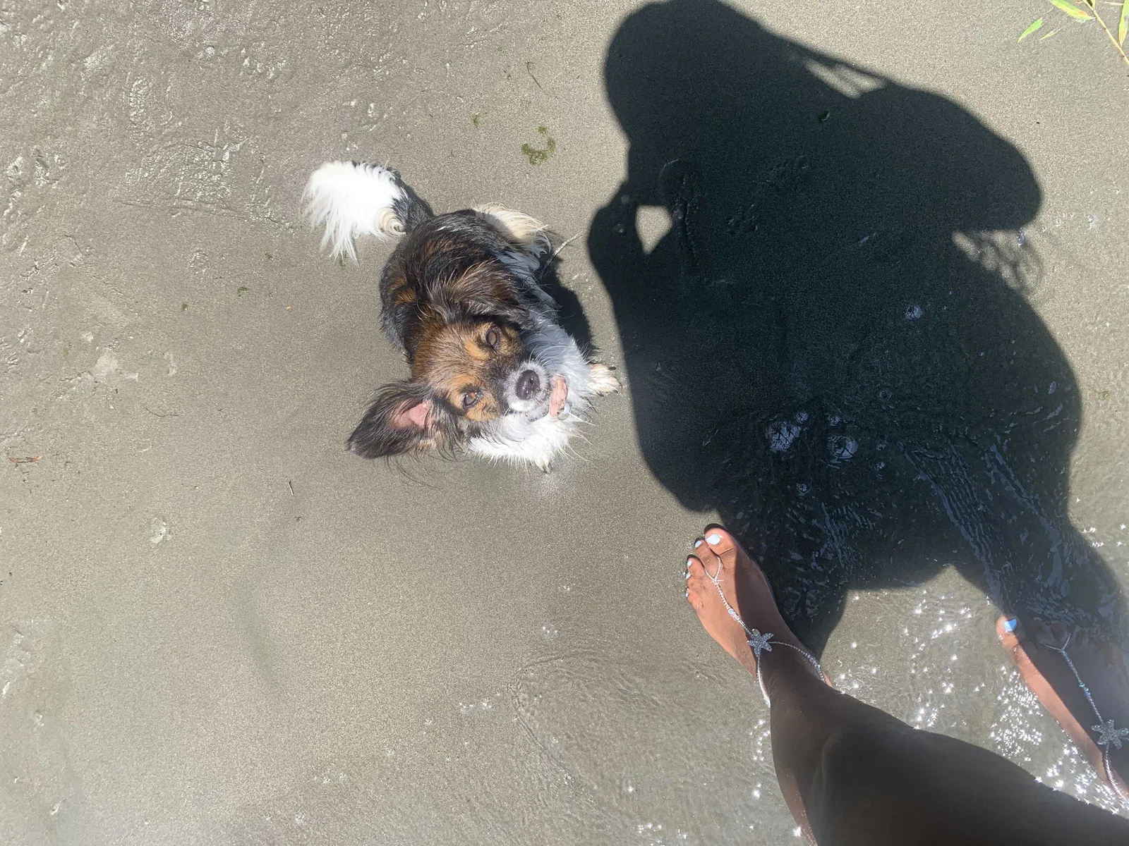 Lost dog in Sacramento, CA, 95822