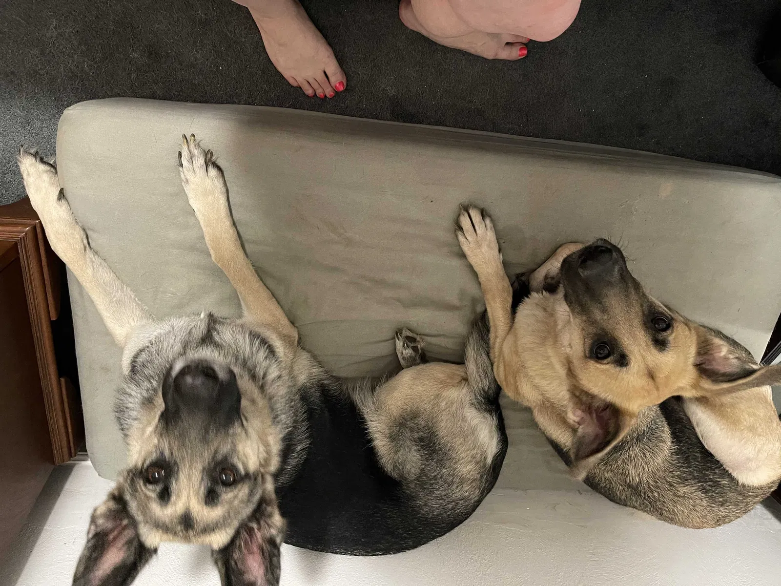 Lost dog in Virginia Beach, VA, 23452