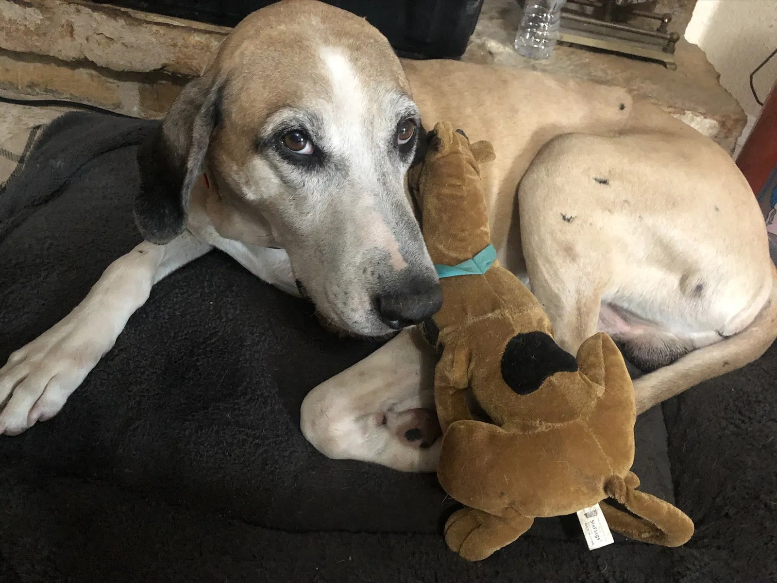 Lost dog in Dripping Springs, TX, 78620