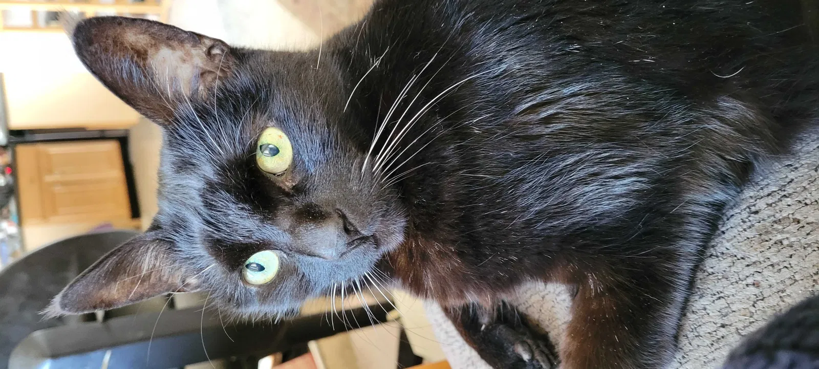 Lost cat in Harbor City, CA, 90710