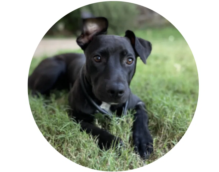 Lost dog in Waianae, HI, 96792