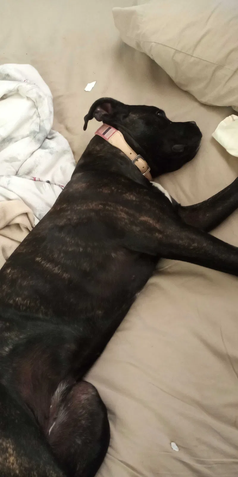Lost dog in Corrales, NM, 87048