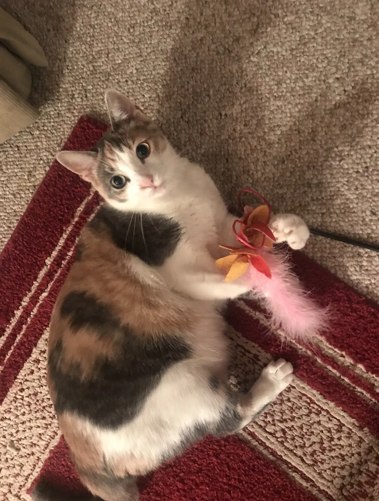 Lost cat in Chesapeake, VA, 23324