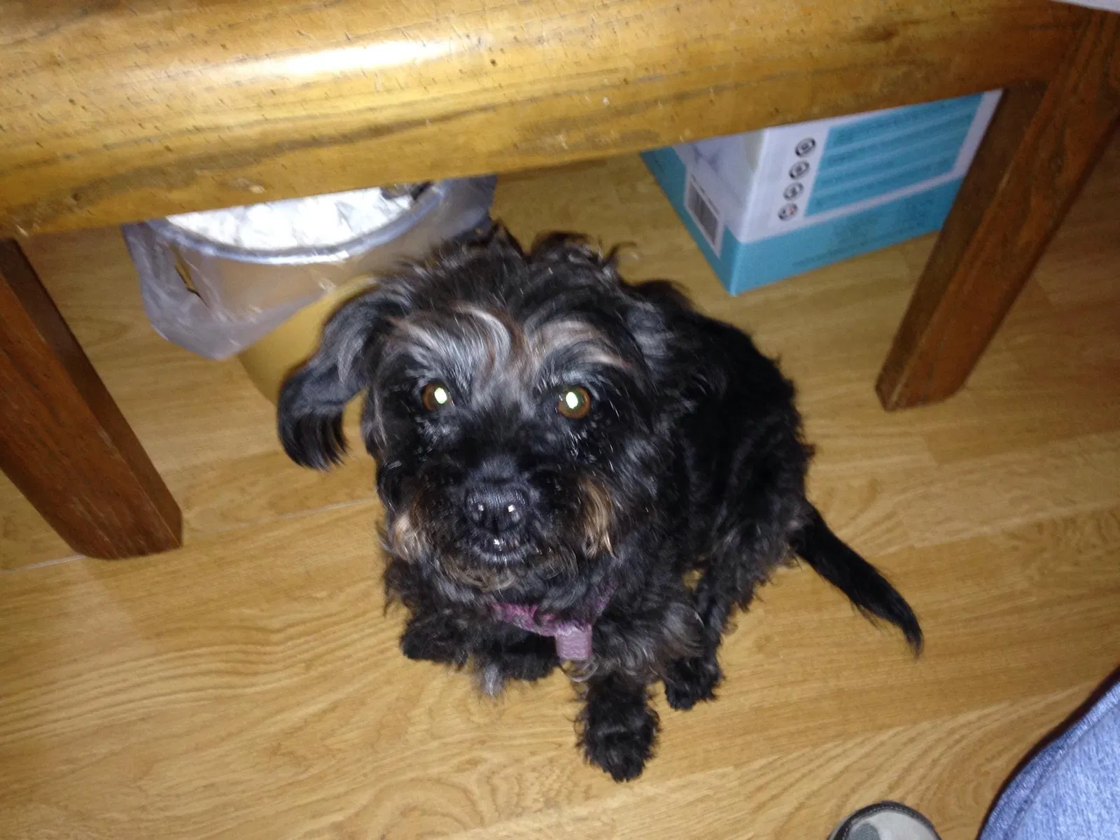 Lost dog in Glendale, AZ, 85302