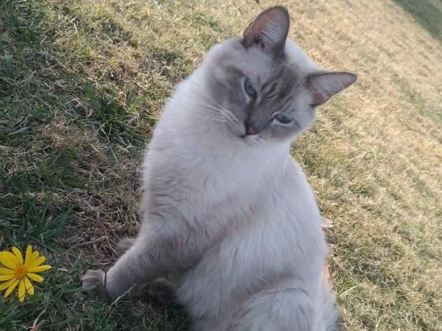 Lost cat in Lemoore, CA, 93245